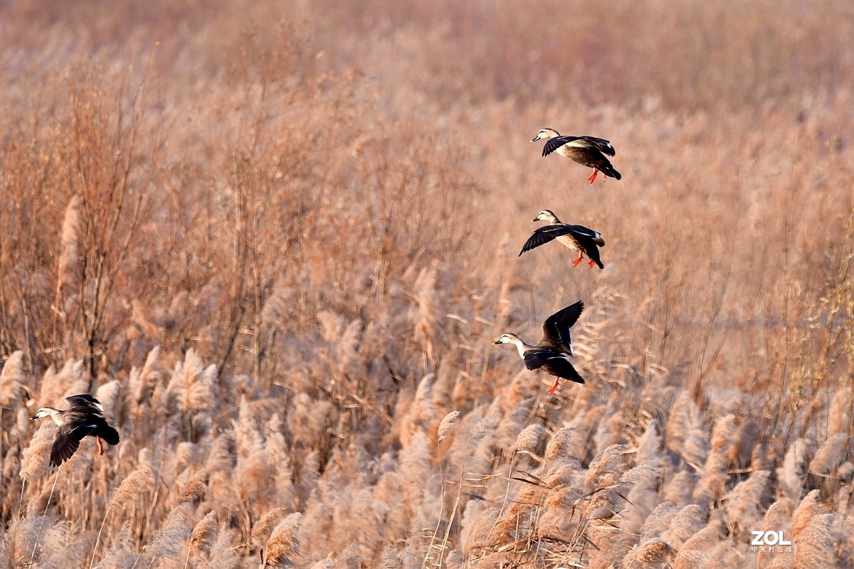 【视觉光影】黄河沉沙池随拍（6） 祝新春快乐！牛年吉祥！！