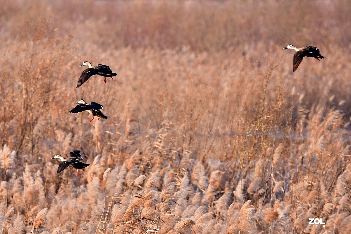【视觉光影】黄河沉沙池随拍（6） 祝新春快乐！牛年吉祥！！