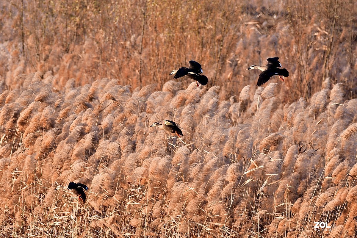 【视觉光影】黄河沉沙池随拍（6） 祝新春快乐！牛年吉祥！！