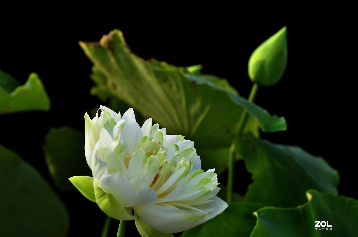 盆载荷花---祝朋友们端午安康