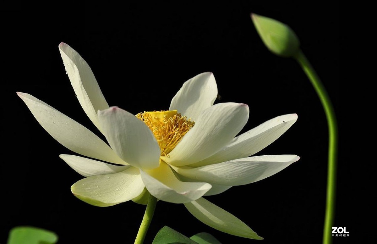 盆载荷花---祝朋友们端午安康
