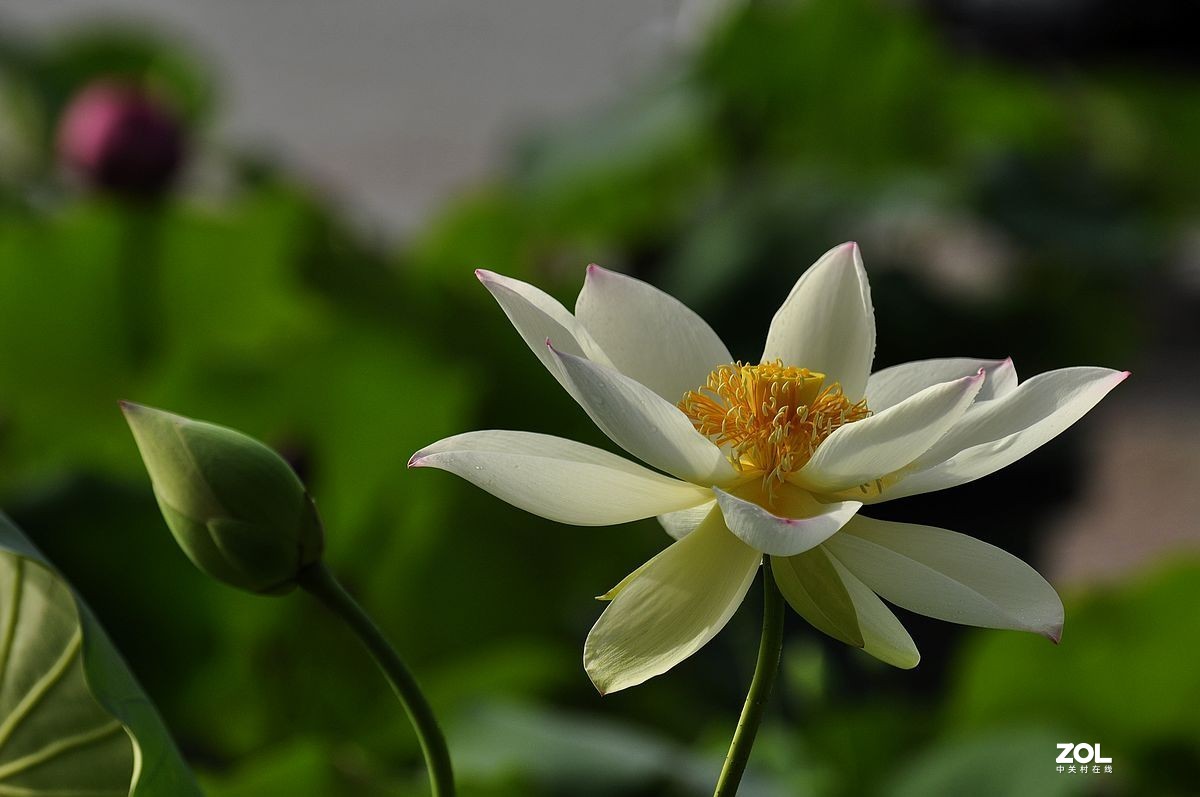 盆载荷花---祝朋友们端午安康