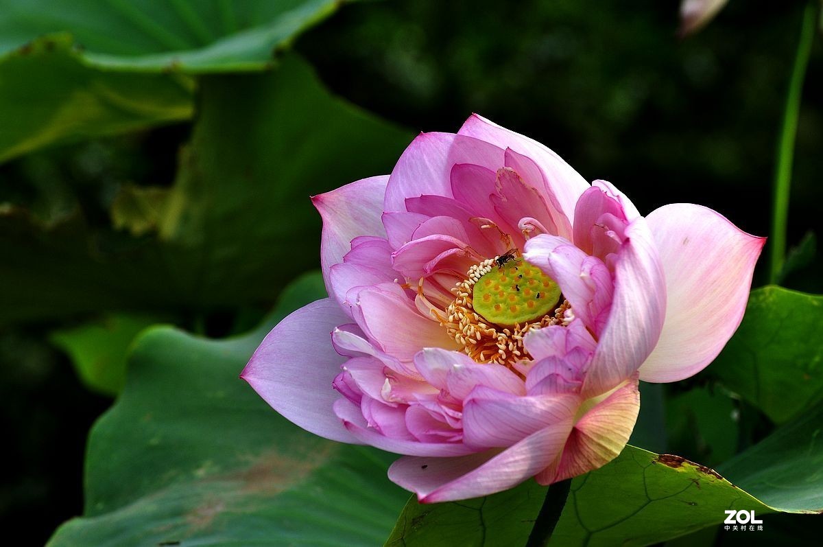 盆载荷花---祝朋友们端午安康