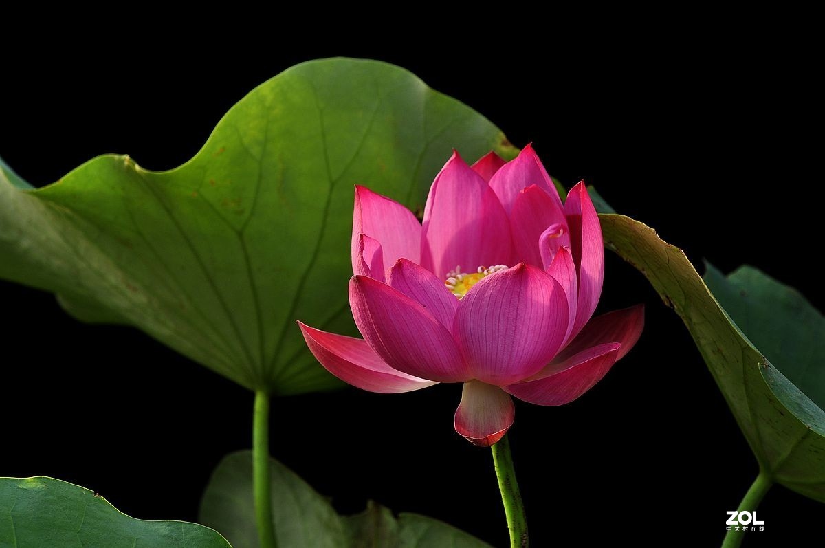 盆载荷花---祝朋友们端午安康