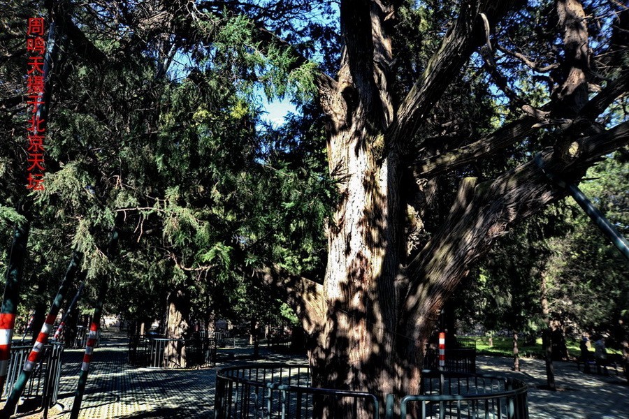 21年北京天坛      周鸣天