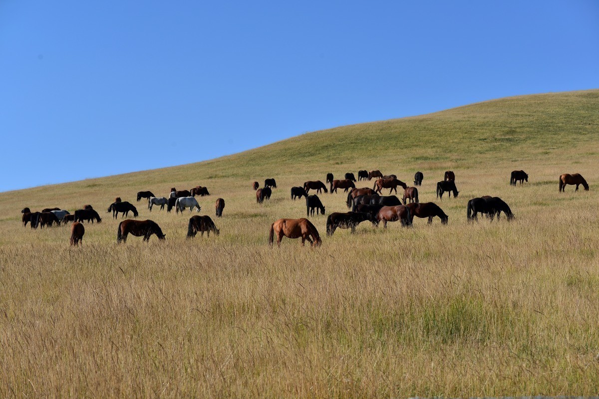 第一军马场一斑