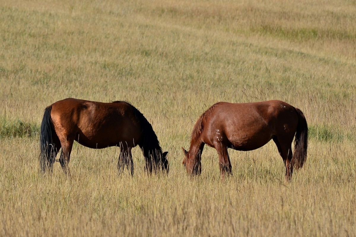 第一军马场一斑