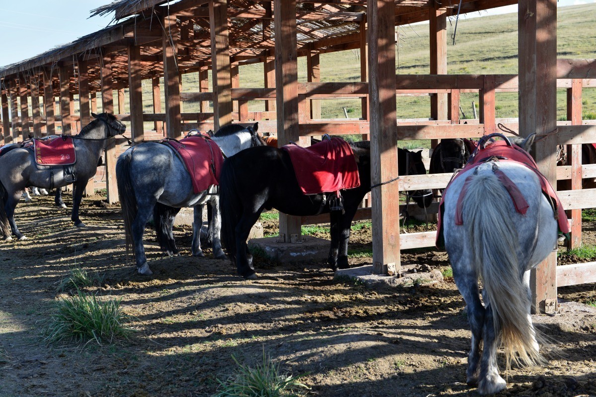 第一军马场一斑