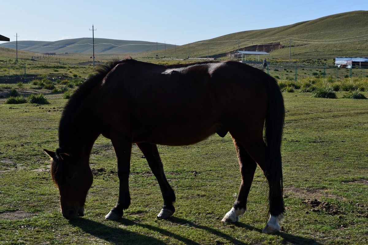 第一军马场一斑