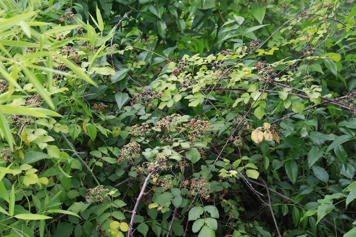 陕西商南的山山水水