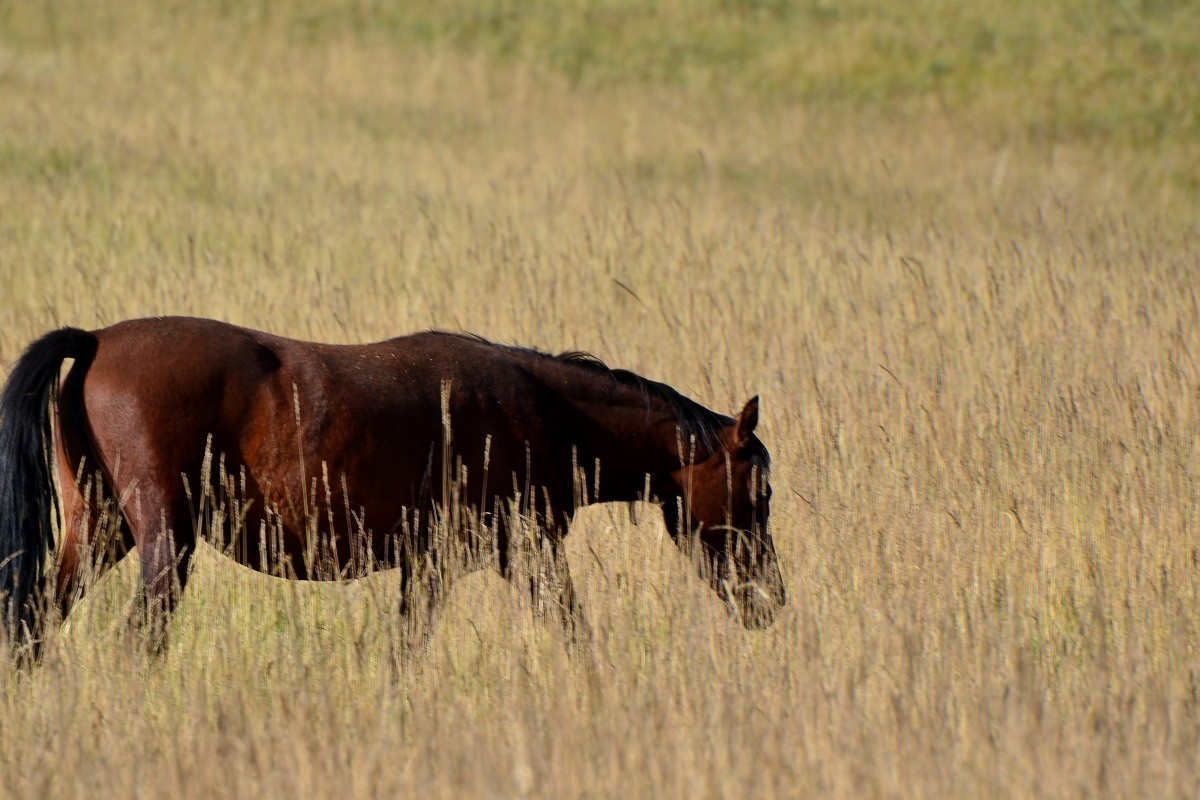 第一军马场一斑