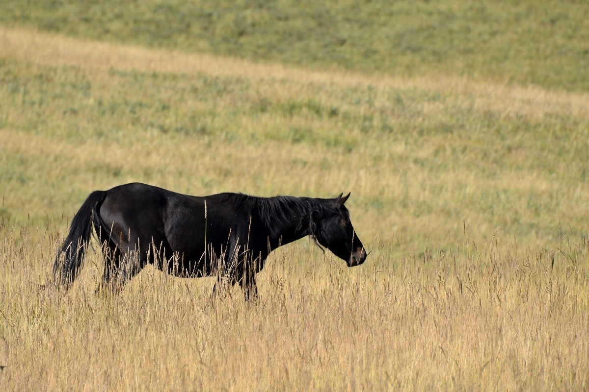 第一军马场一斑