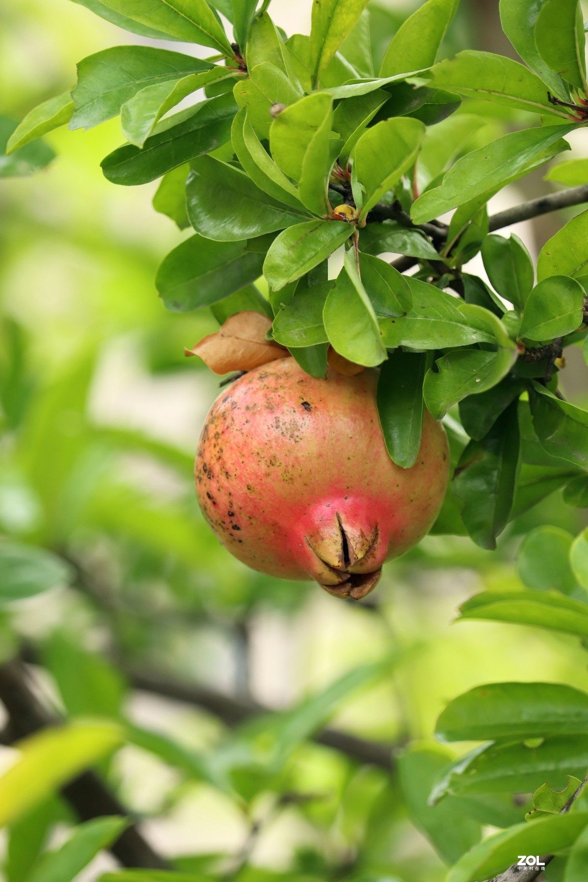 立秋的石榴红了.-中关村在线摄影论坛