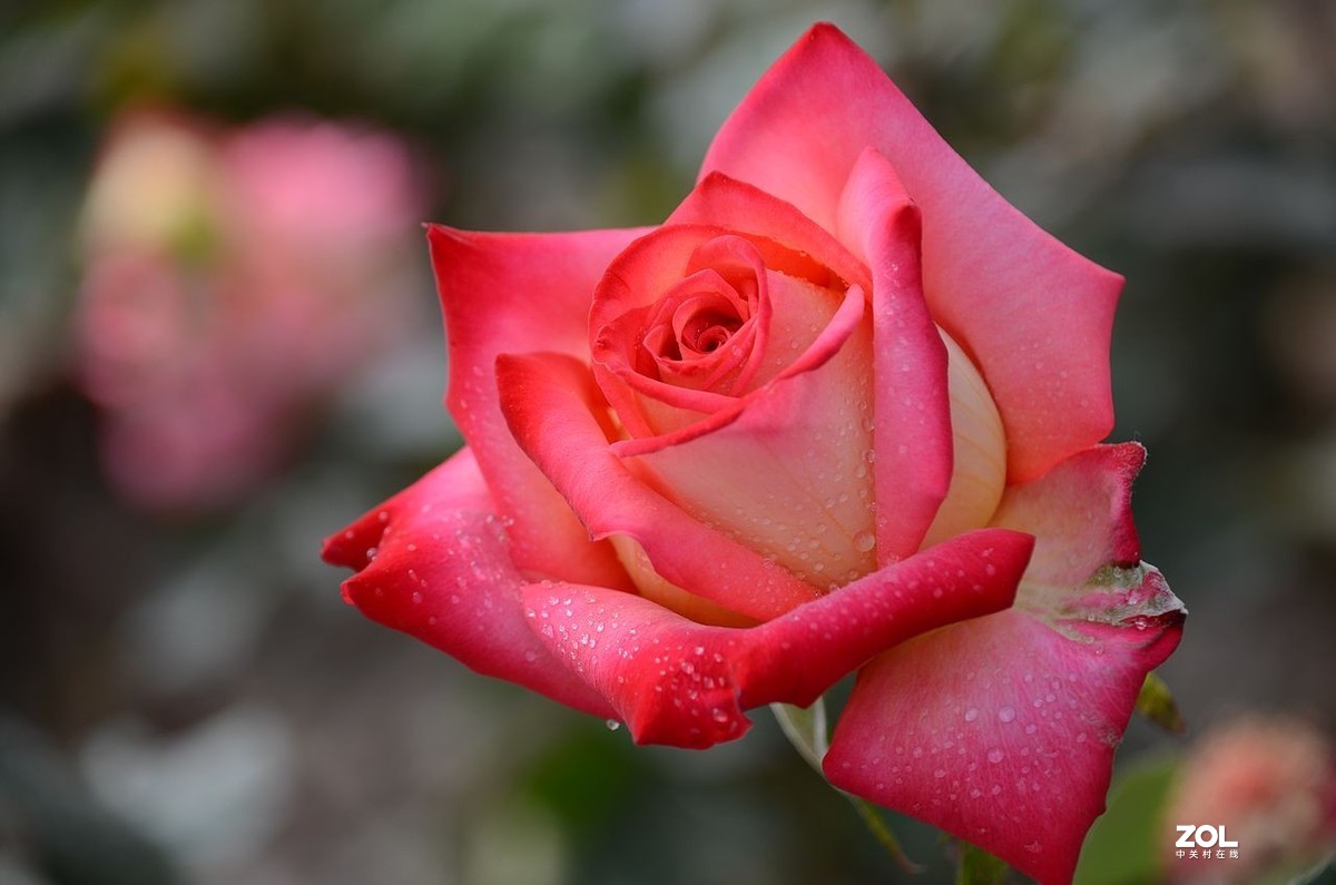 月 季 花 ---------。