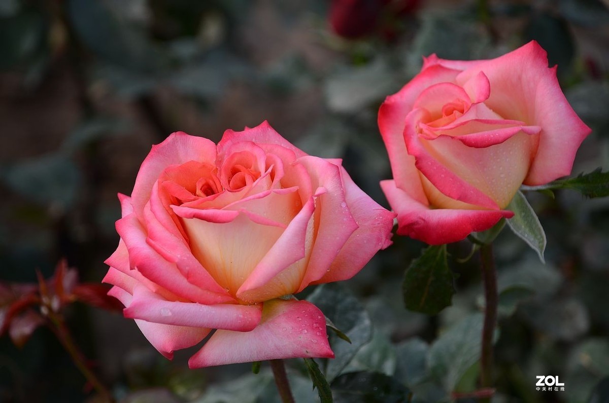 月 季 花 ---------。