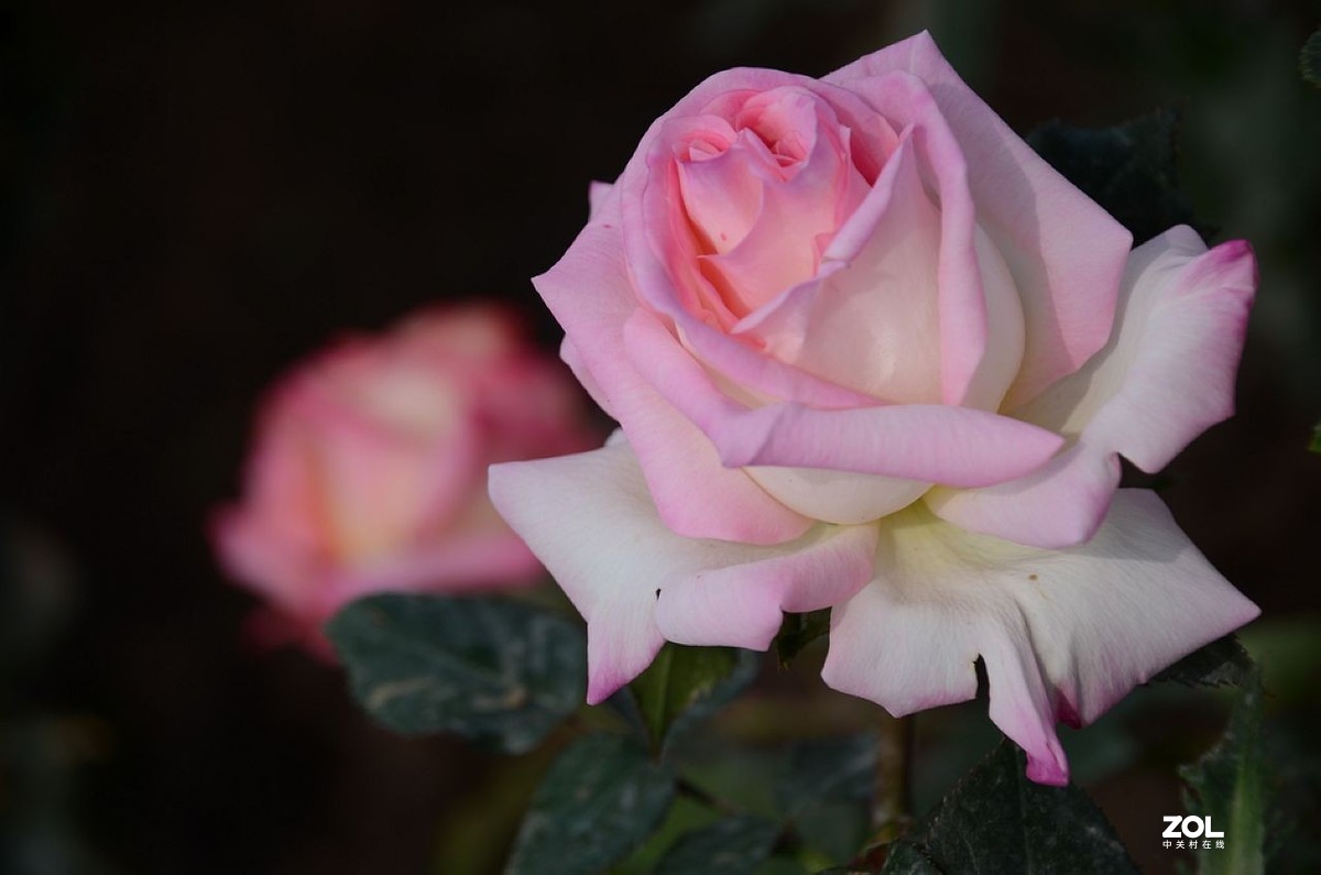 月 季 花 ---------。