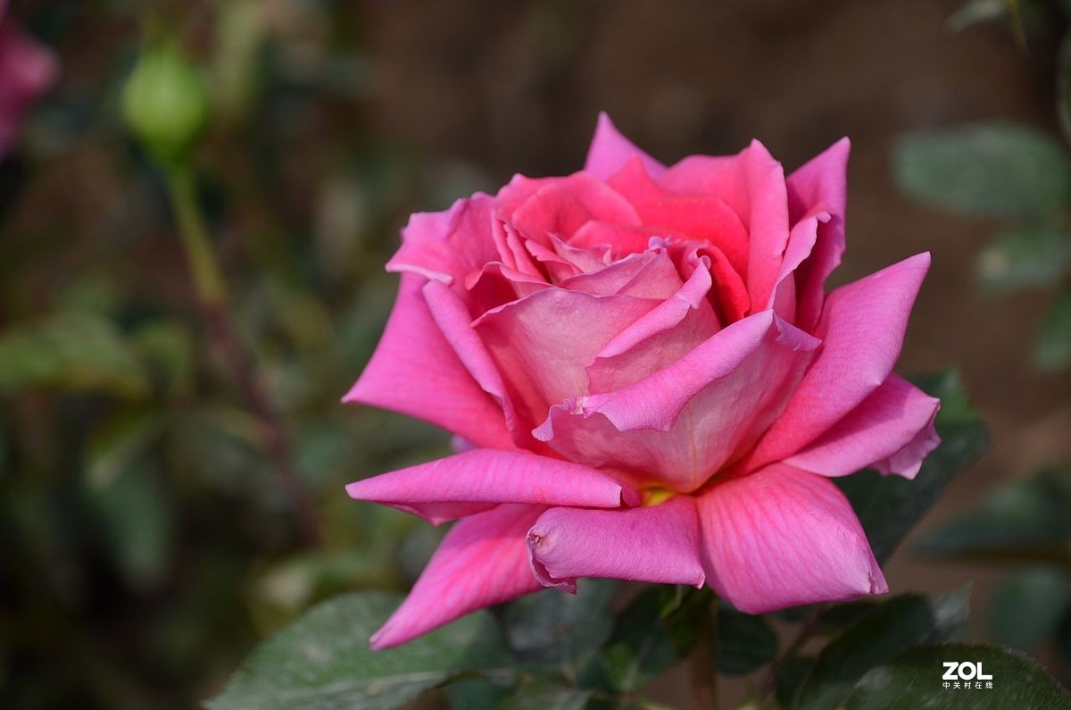 月 季 花 ---------。