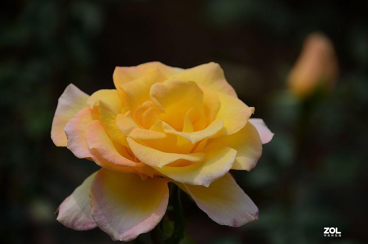 月 季 花 ---------。