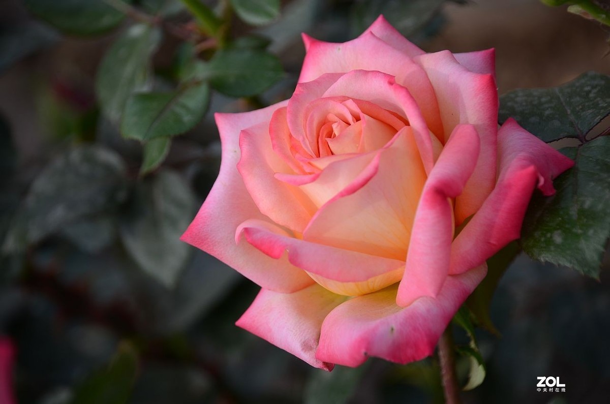 月 季 花 ---------。