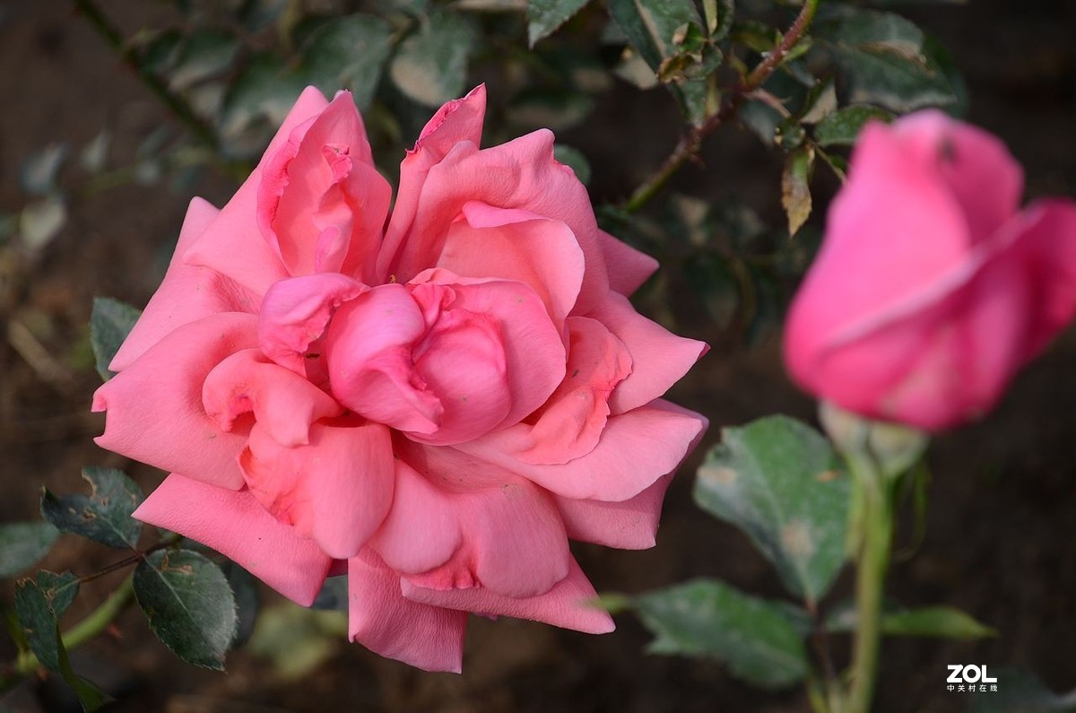 月 季 花 ---------。