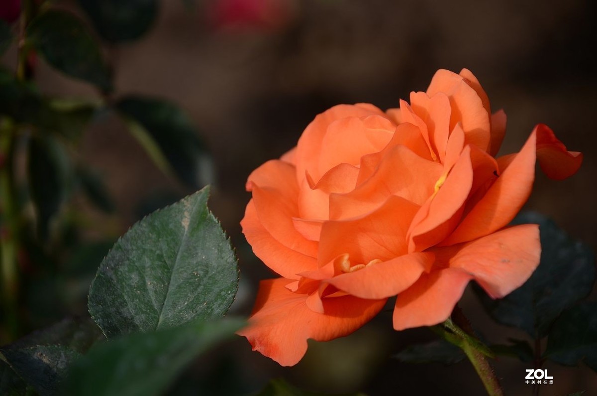 月 季 花 ---------。