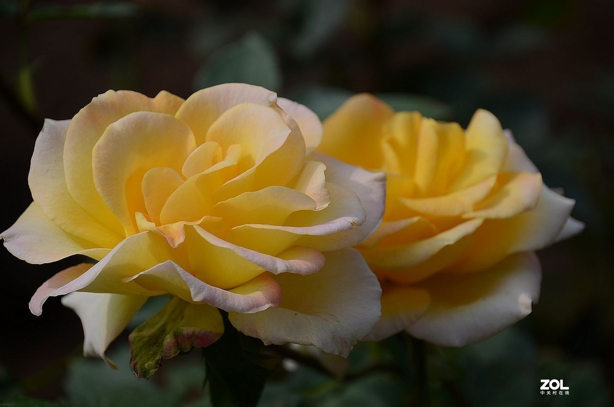 月 季 花 ---------。