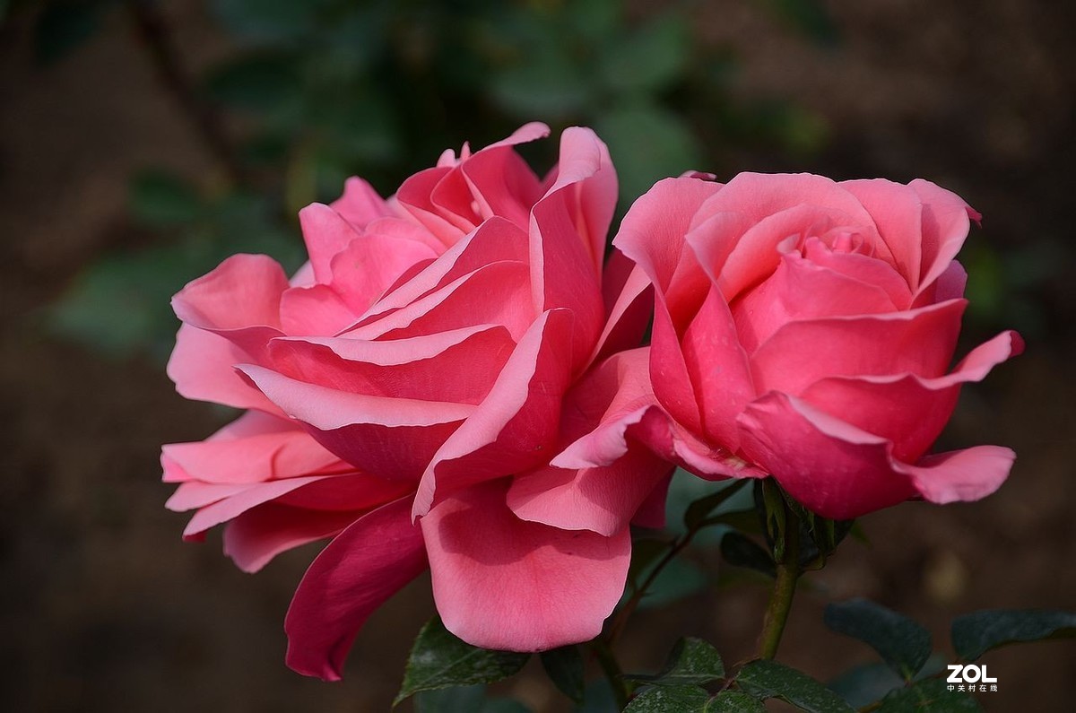 月 季 花 ---------。