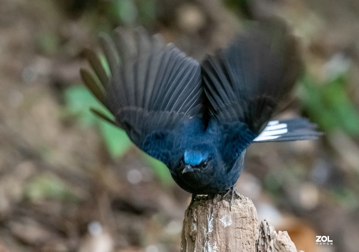 百花岭近距离拍摄白尾蓝地鸲