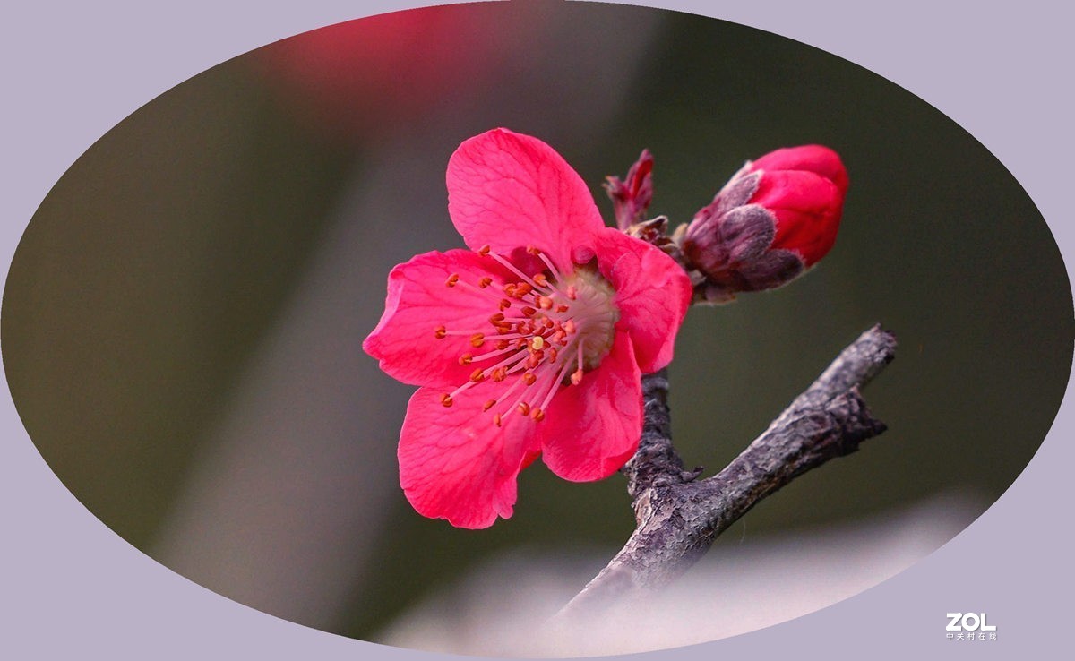 美丽迷人的红桃花