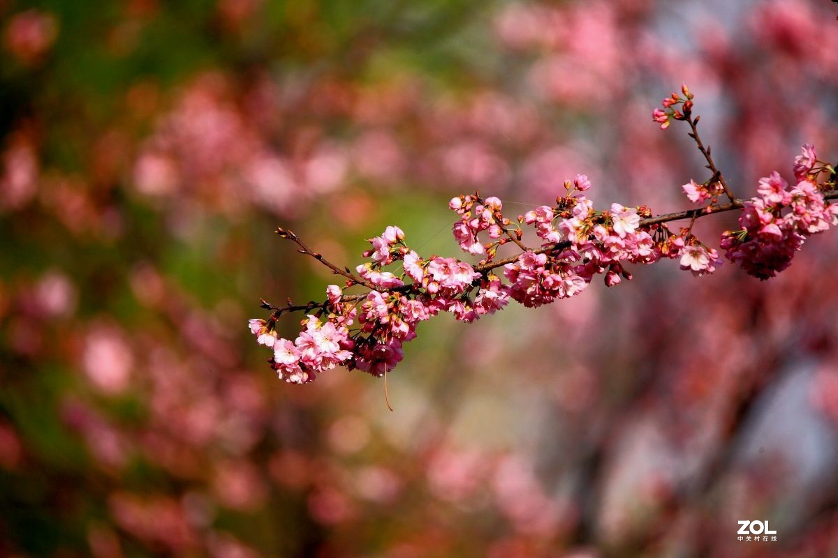 寻花(五)-中关村在线摄影论坛