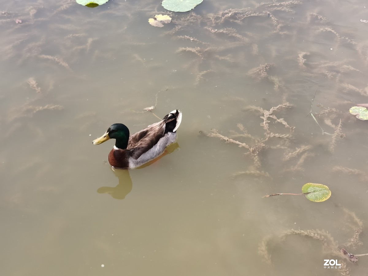 天津水上公园初夏采风：荣耀V30P