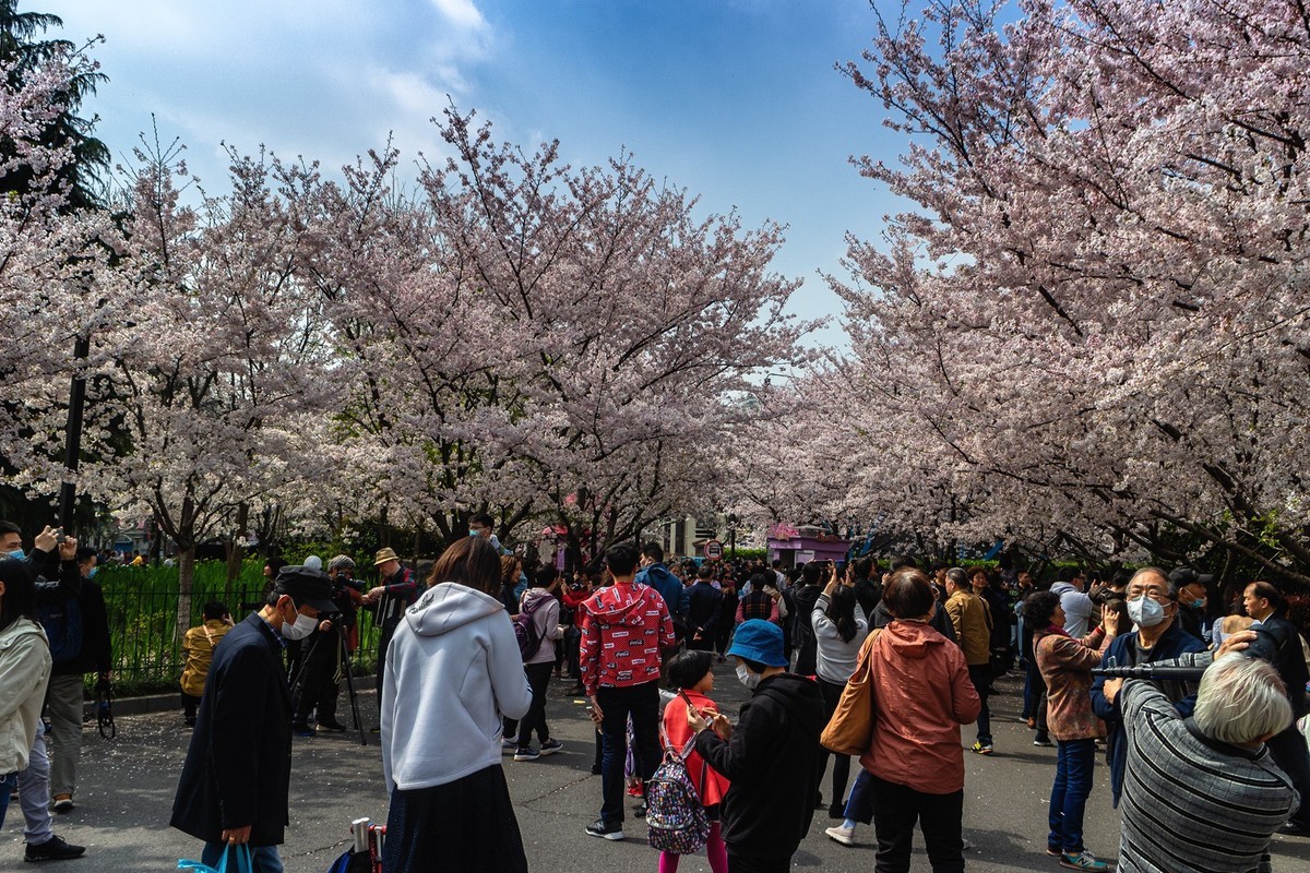 赏樱扫拍