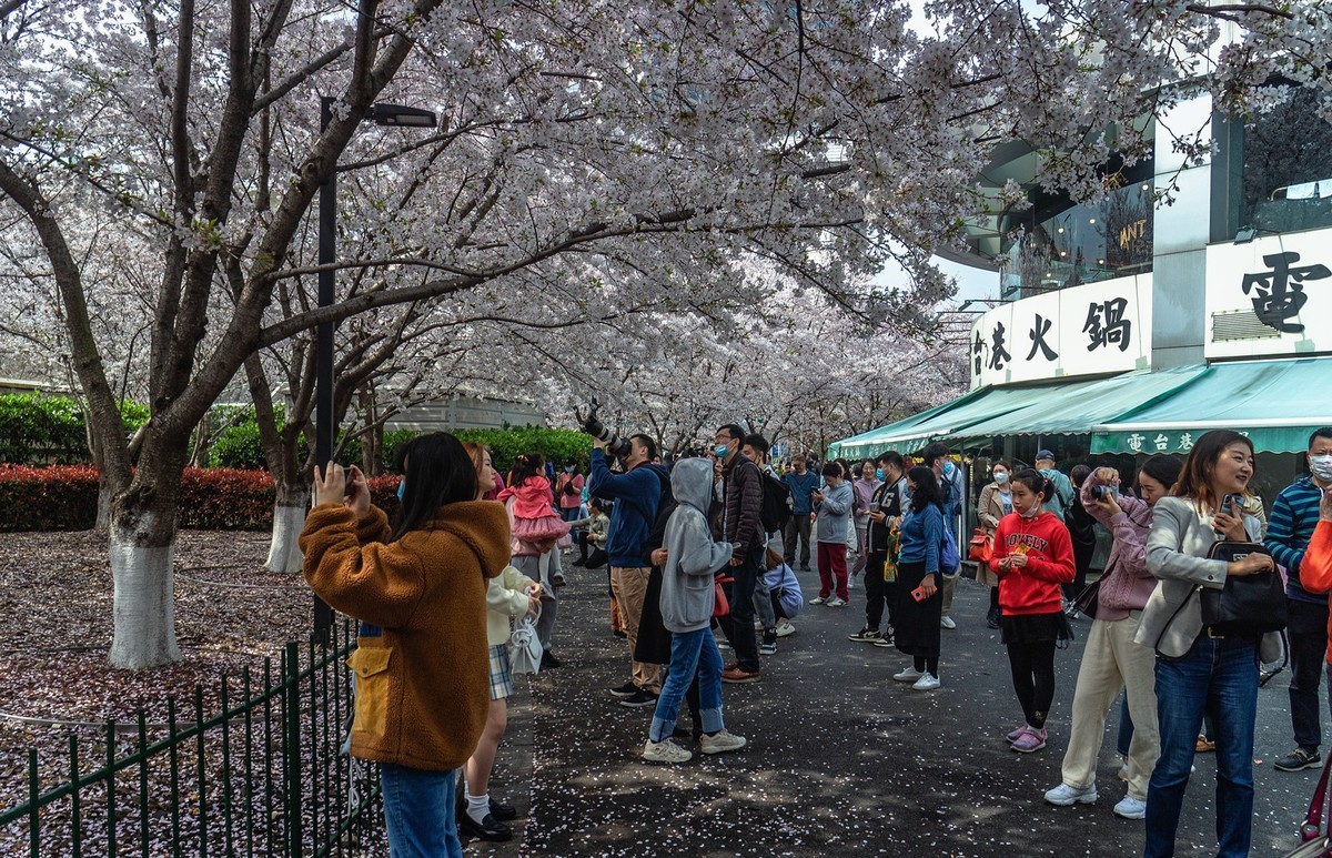 赏樱扫拍