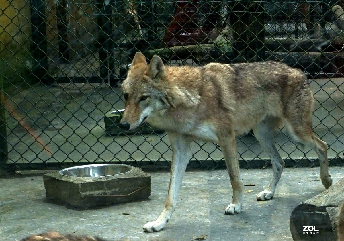 狼狗