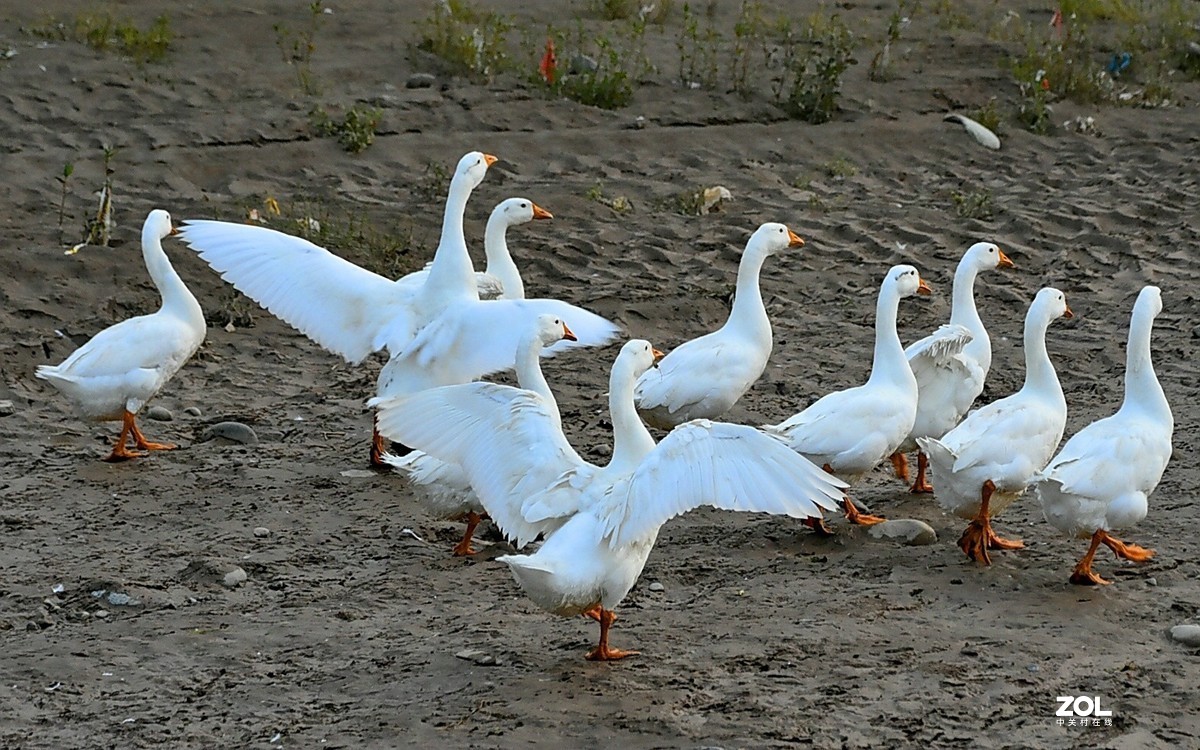傍晚的河一群鹅-中关村在线摄影论坛