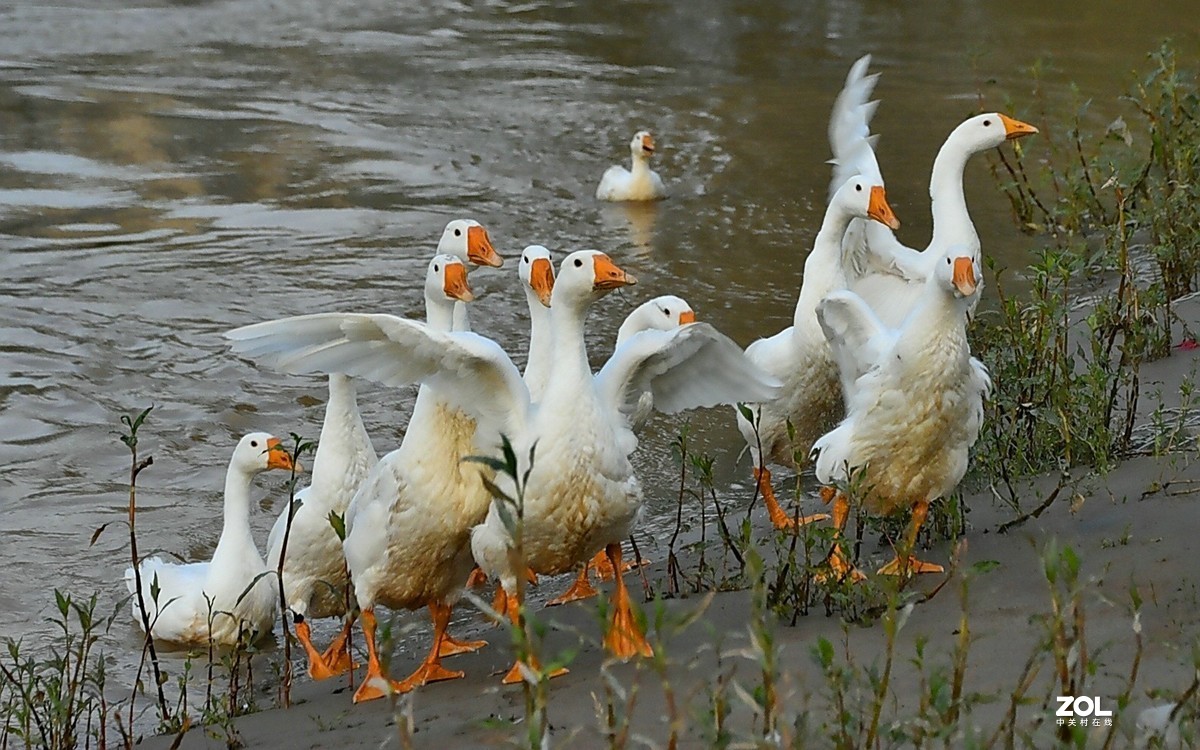 傍晚的河一群鹅