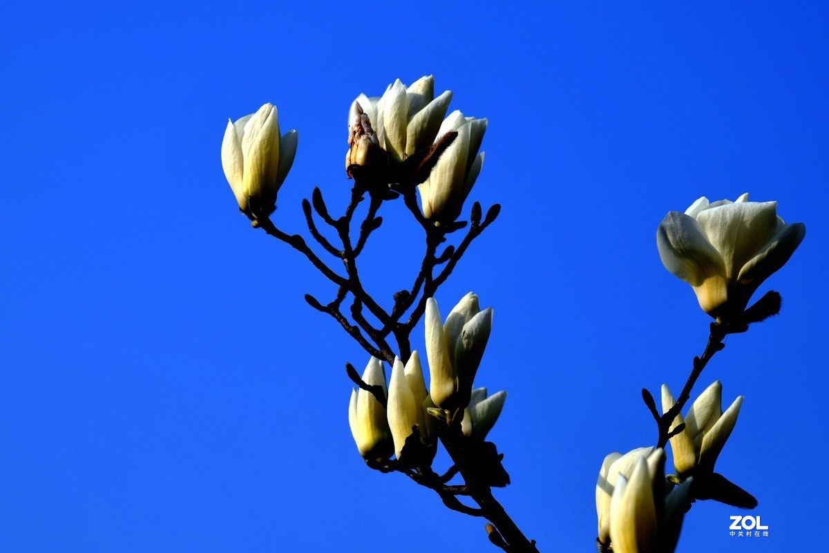 合肥市花 / 玉兰花