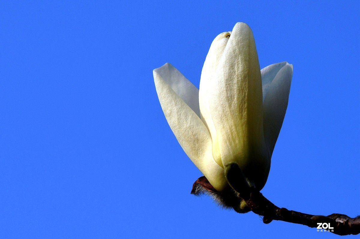 合肥市花 / 玉兰花