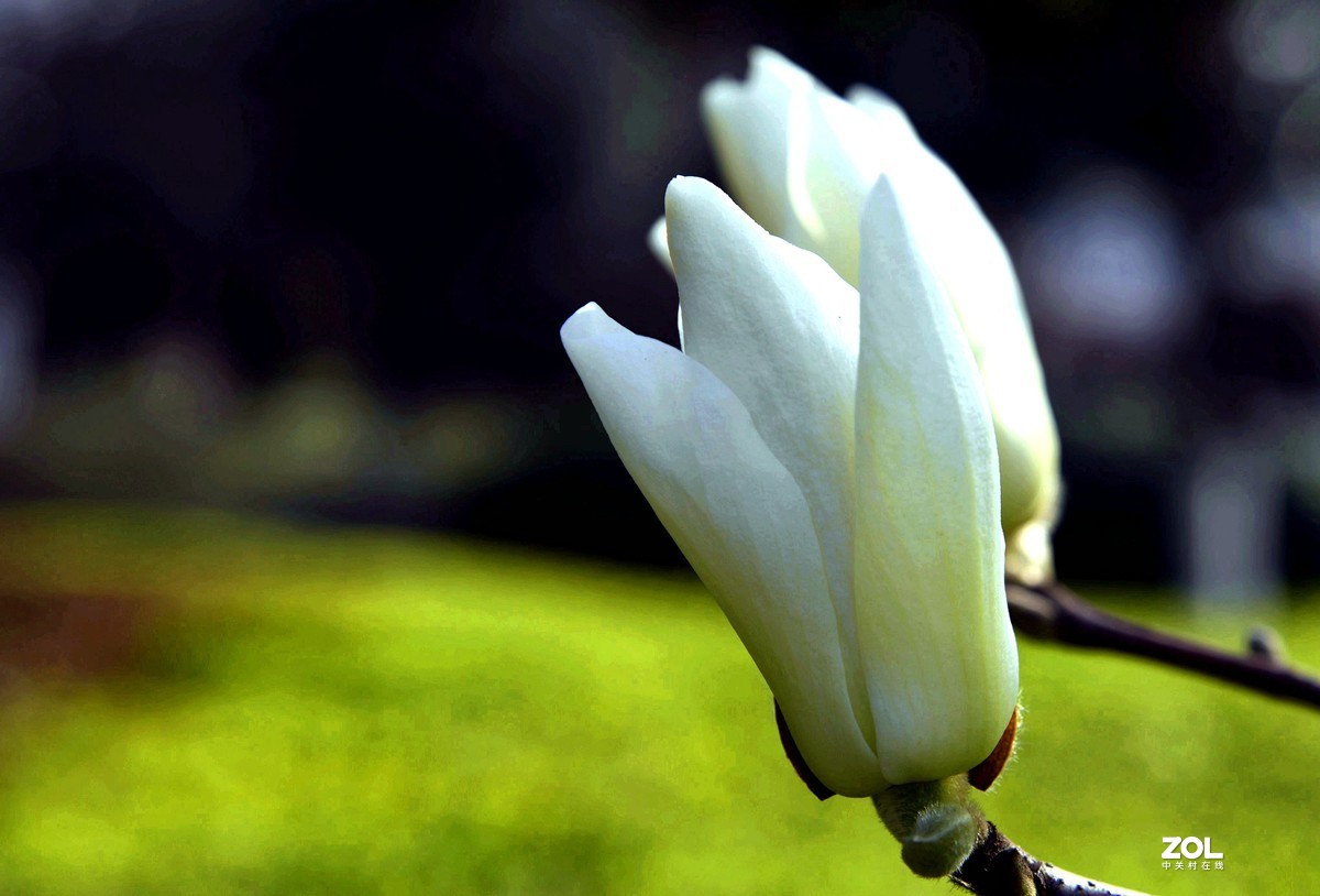 合肥市花 / 玉兰花