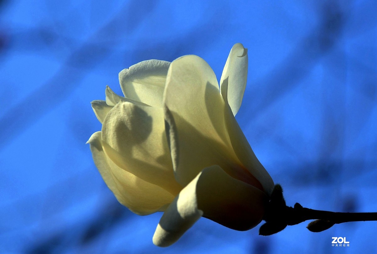 合肥市花 / 玉兰花