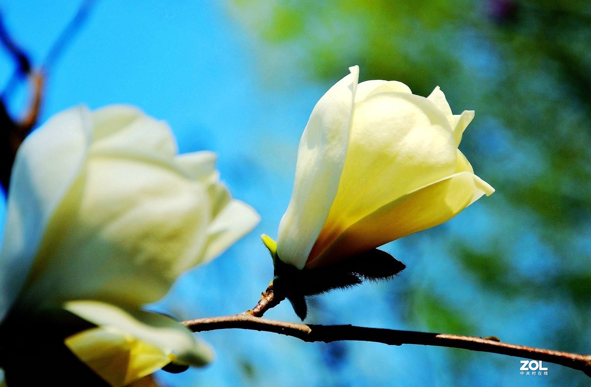 合肥市花 / 玉兰花
