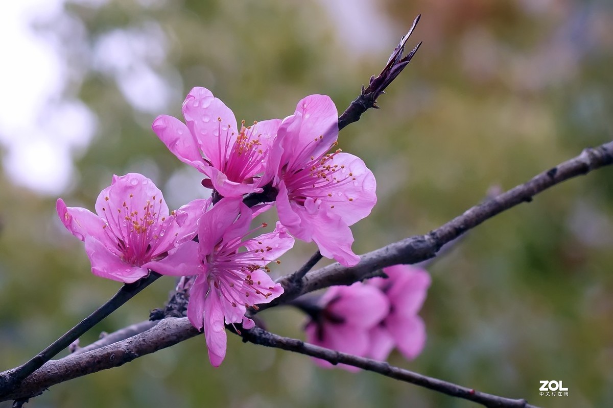 2021_拍花的季节15