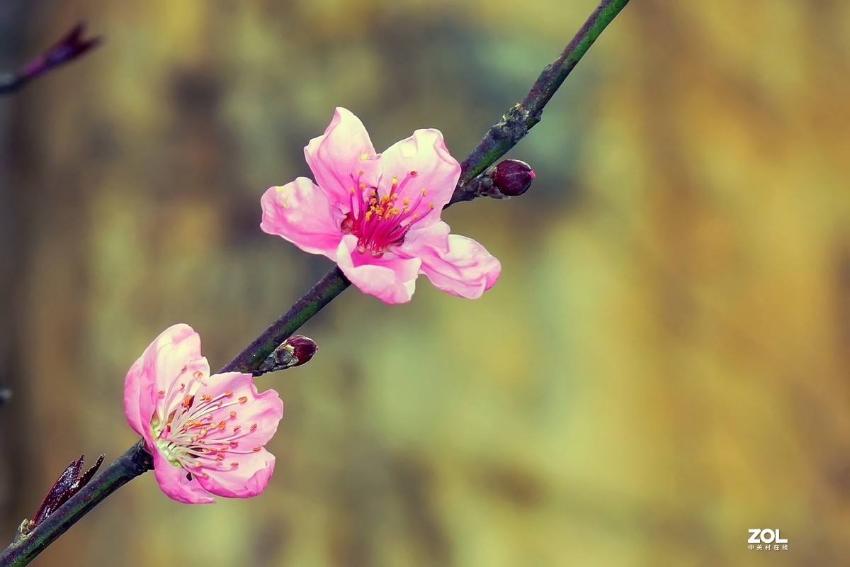 2021_拍花的季节15