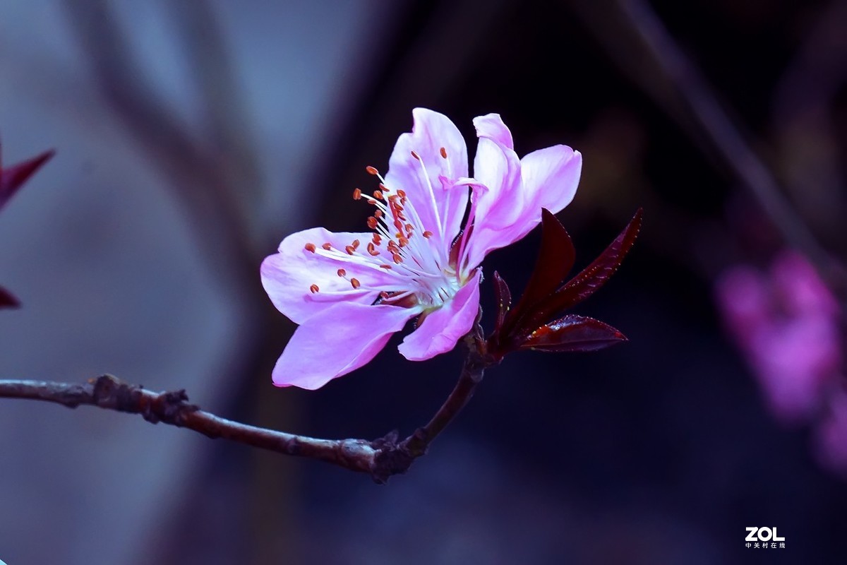 2021_拍花的季节15