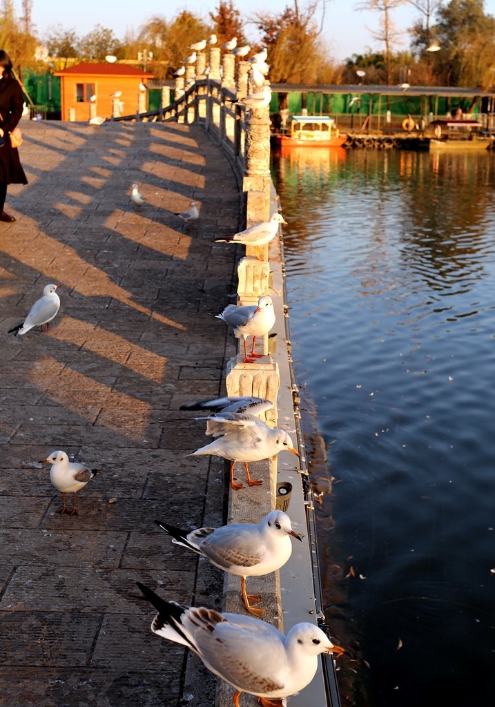 过冬海鸥来到昆明大观楼公园
