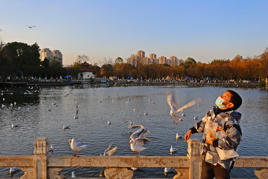 过冬海鸥来到昆明大观楼公园