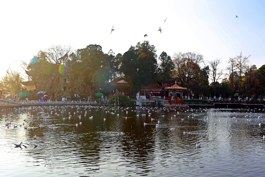 过冬海鸥来到昆明大观楼公园