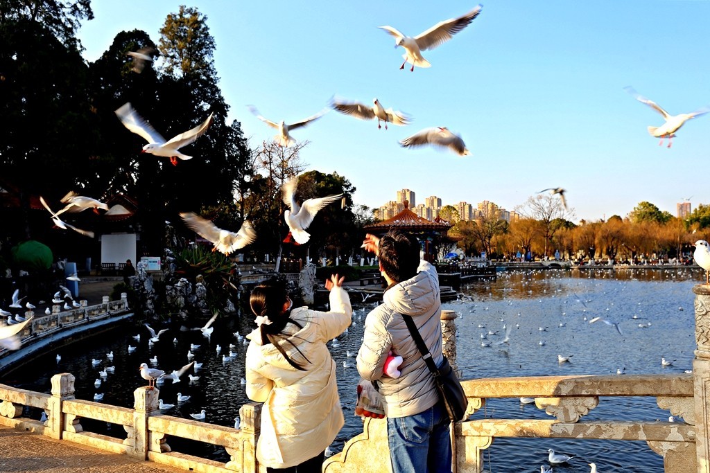 过冬海鸥来到昆明大观楼公园