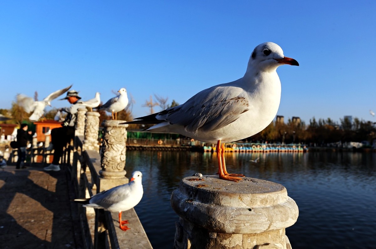 过冬海鸥来到昆明大观楼公园