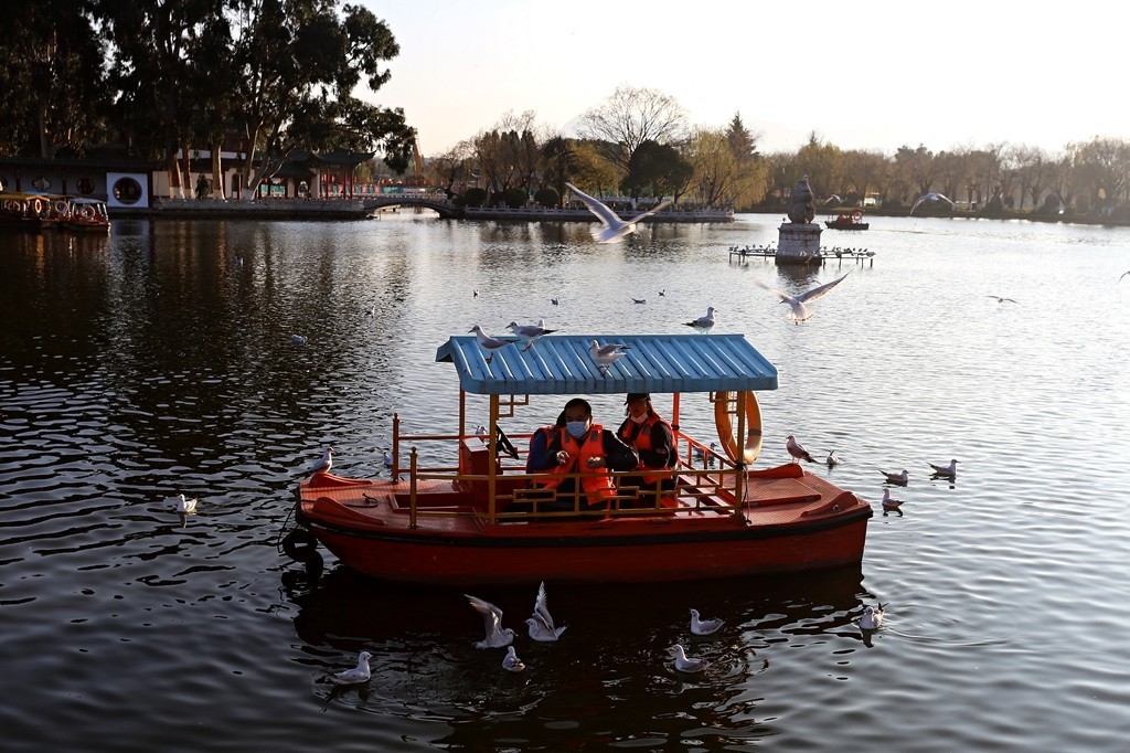 过冬海鸥来到昆明大观楼公园